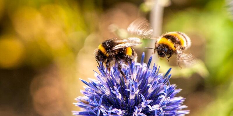 Insekten helfen