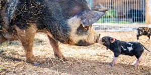 Mehr über den Artikel erfahren Haltung von Schweinen