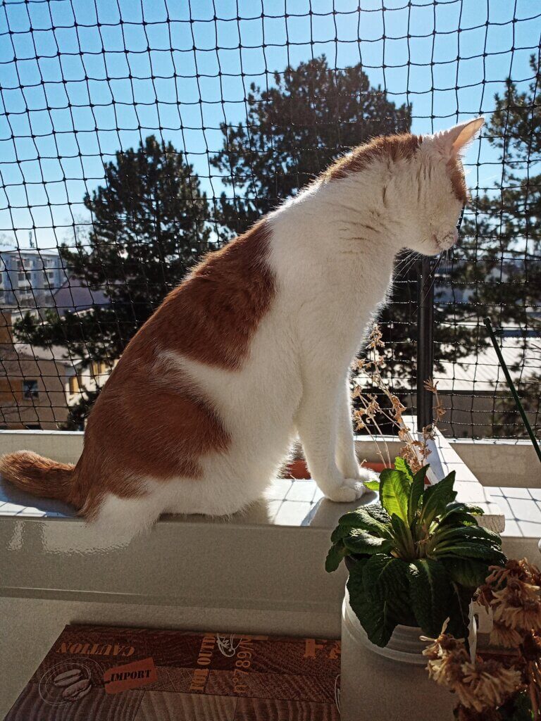 Skippy auf dem Balkon