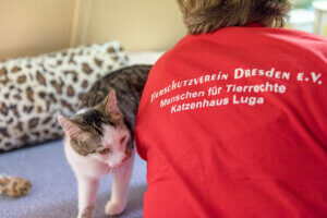 Read more about the article Ehrenamtliche Unterstützung im Katzenhaus Luga gesucht! Mo-Fr 9-12 Uhr