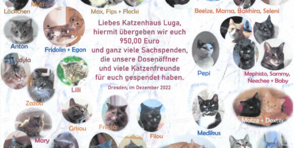 Urkunde-Fotomontage zur Spende an Katzenhaus Luga – Dezember 2022