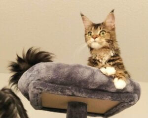 Read more about the article Maine-Coon-Katze Tcharita vermisst
