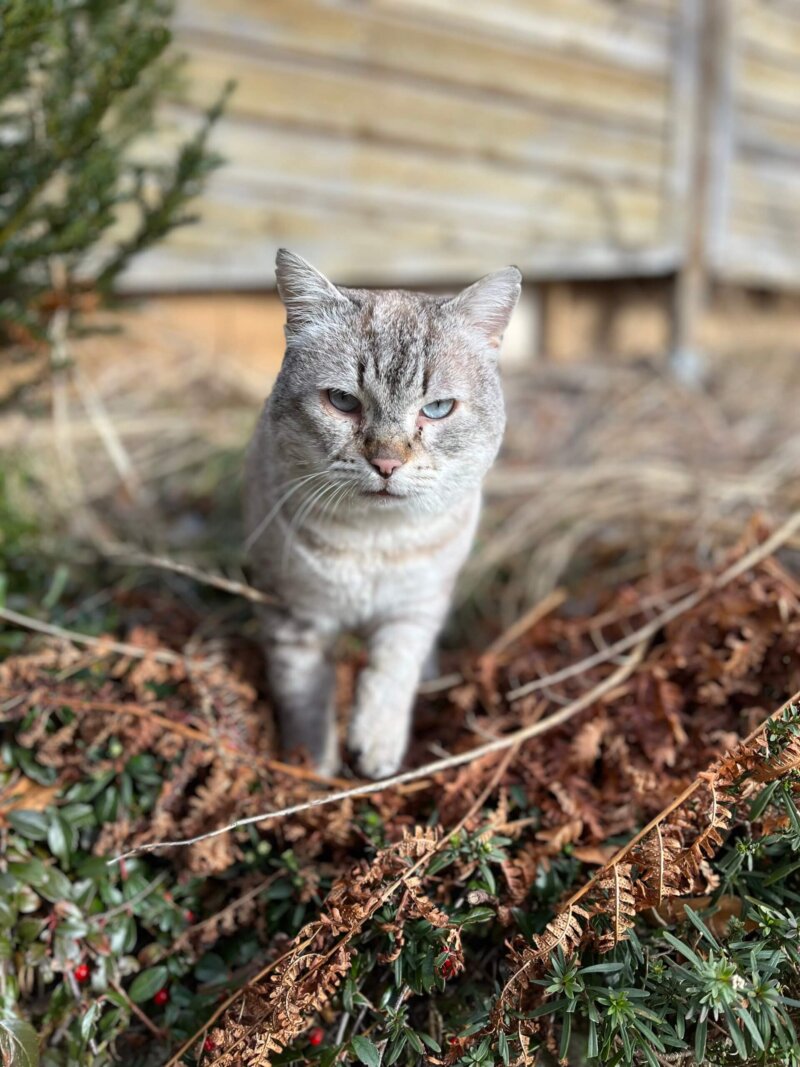 Kater Elvis sucht ein neues Zuhause