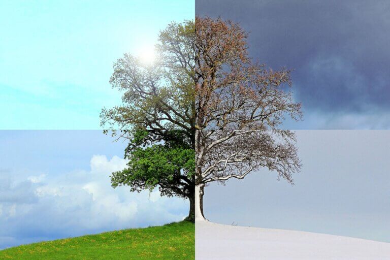 Baum während der 4 Jahreszeiten