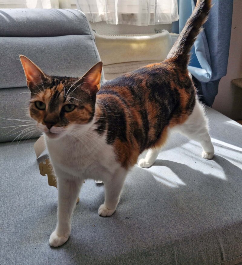 Alva sucht ein neues Zuhause