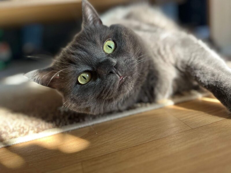 Katzenpärchen sucht dringend ein neues Zuhause