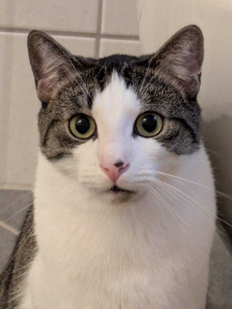 Katze Filo wird vermisst