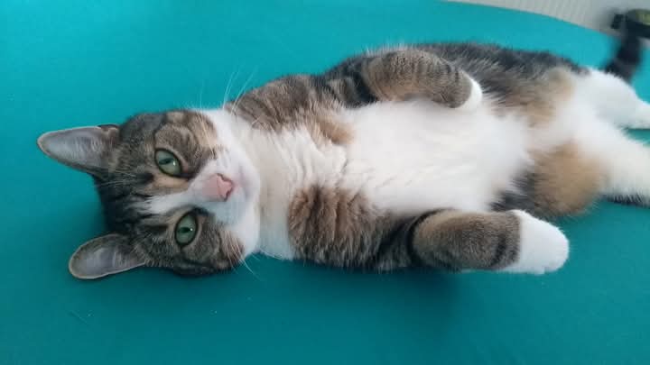 Mehr über den Artikel erfahren Maya sucht ein Zuhause