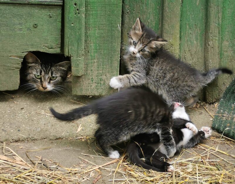 Katzenbabys suchen ein Zuhause