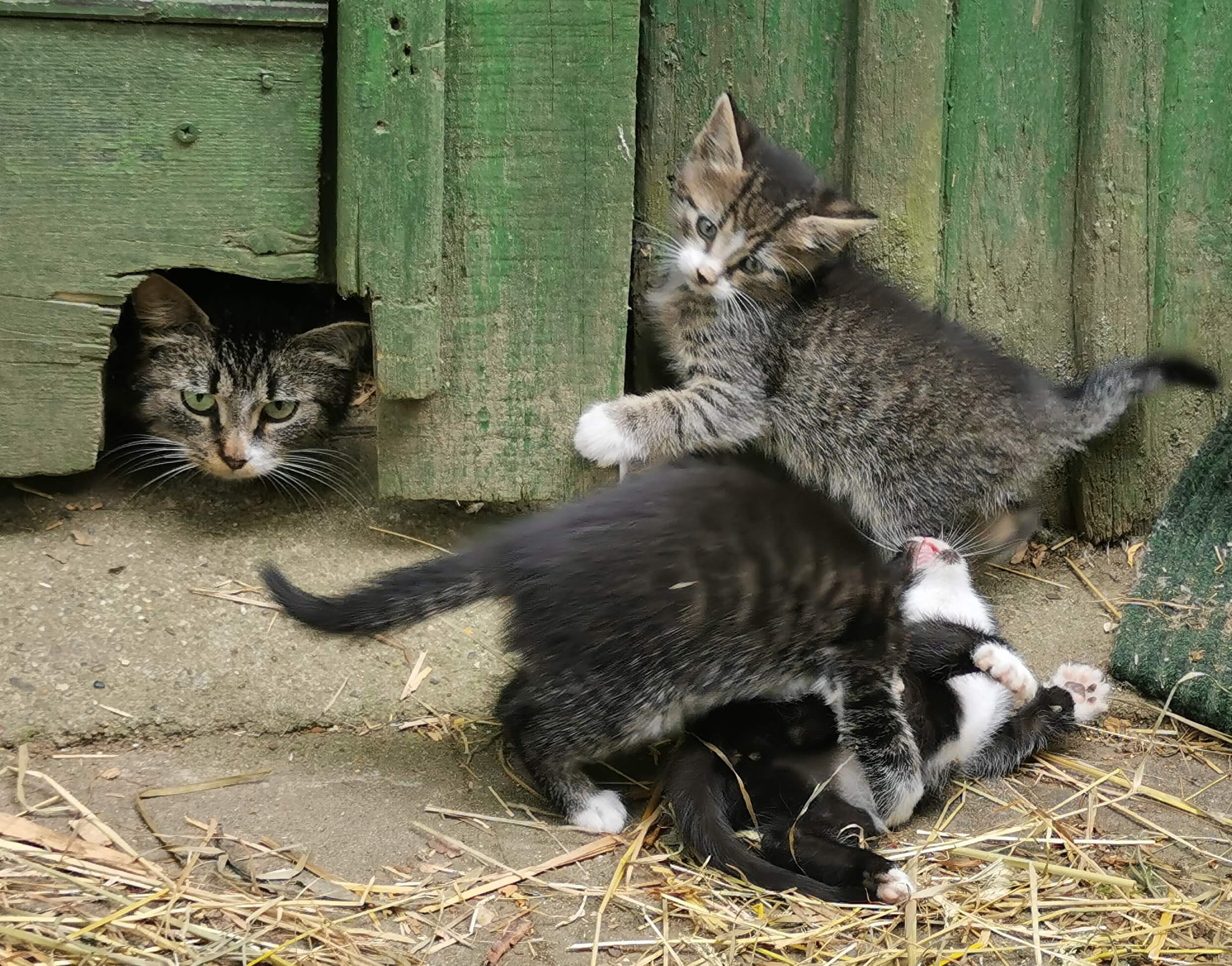 Katzenbabys suchen ein Zuhause 1 IMG 20250531 113750
