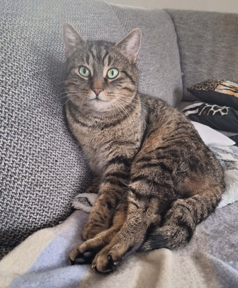 Lucifer wird vermisst