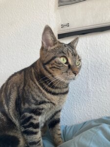 Mehr über den Artikel erfahren Gizmo wird vermisst