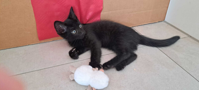 Kater zugelaufen