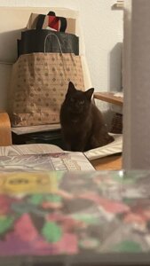 Mehr über den Artikel erfahren Kiki wird vermisst
