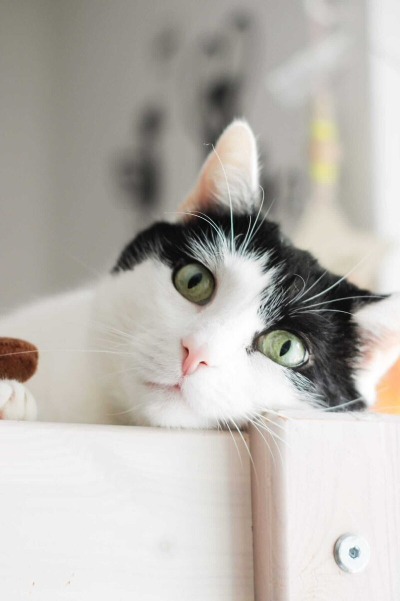 Bobby sucht ein neues Zuhause