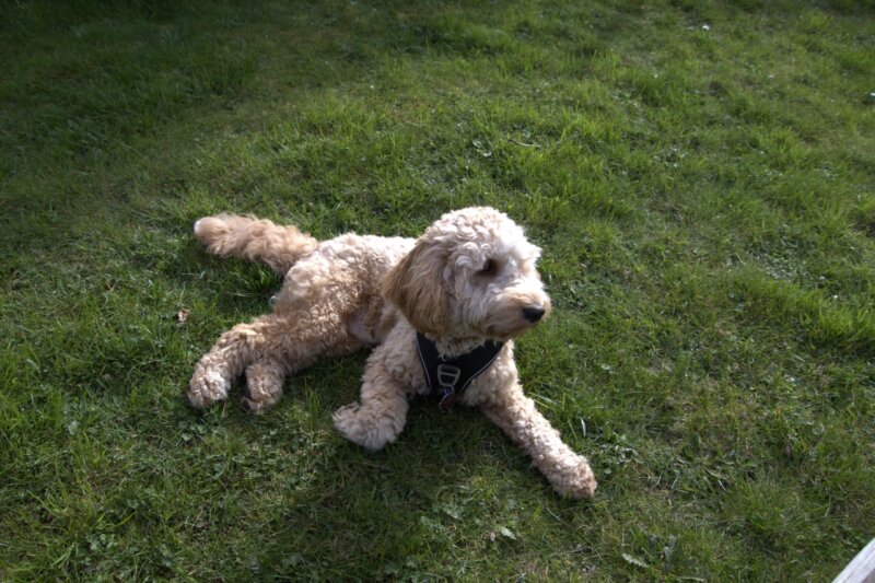 Charly sucht ein neues Zuhause