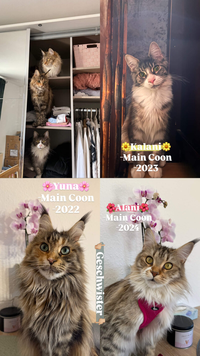 Main-Coon-Katzen suchen ein neues Zuhause