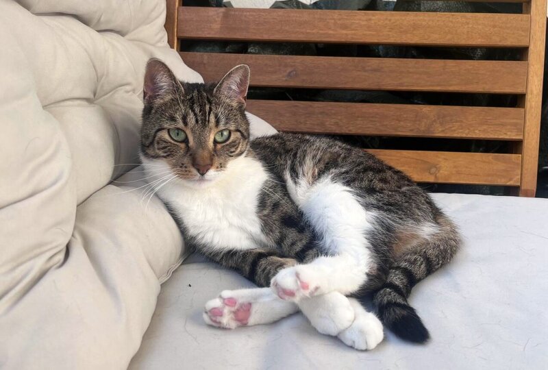 Katzendame Loni sucht ein neues Zuhause