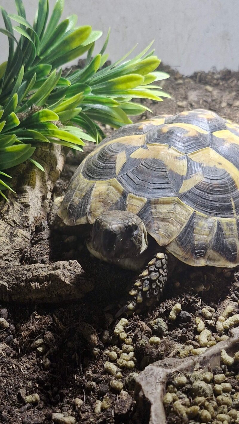 Griechische Landschildkröte sucht neues liebevolles Zuhause