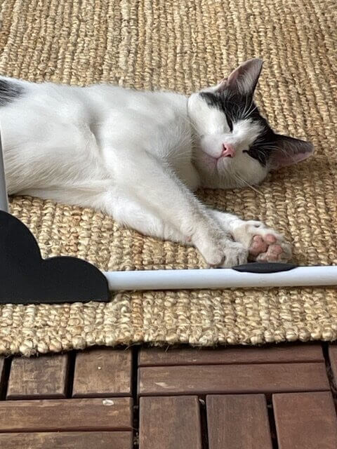 Kater sucht dringend ein Zuhause 2 Mehr über den Artikel erfahren Kater sucht dringend ein Zuhause