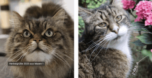 Mehr über den Artikel erfahren Herbstgrüße 2025 aus Maxen