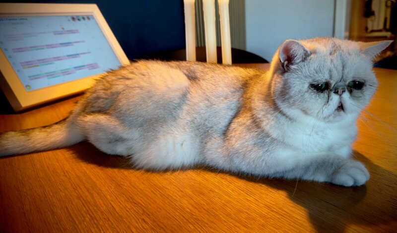 Kater Dreamer sucht ein neues Zuhause