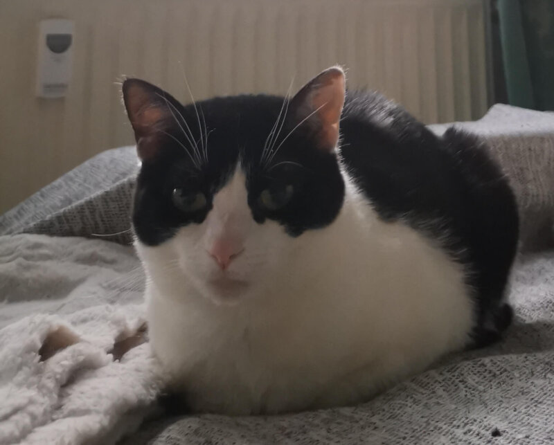 Molly sucht ein neues Zuhause