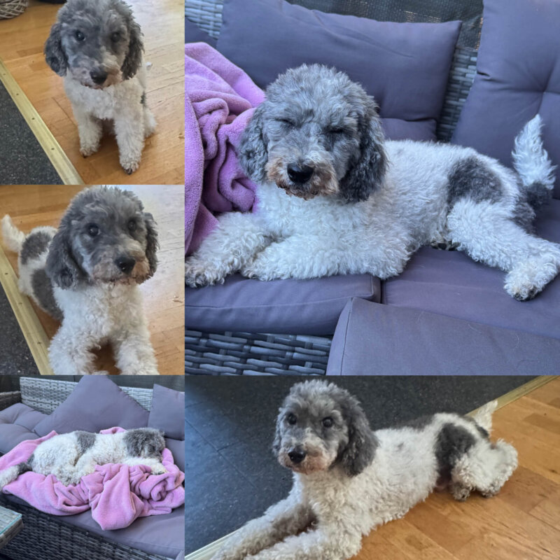 Zwergpudel Balu sucht ein neues Zuhause