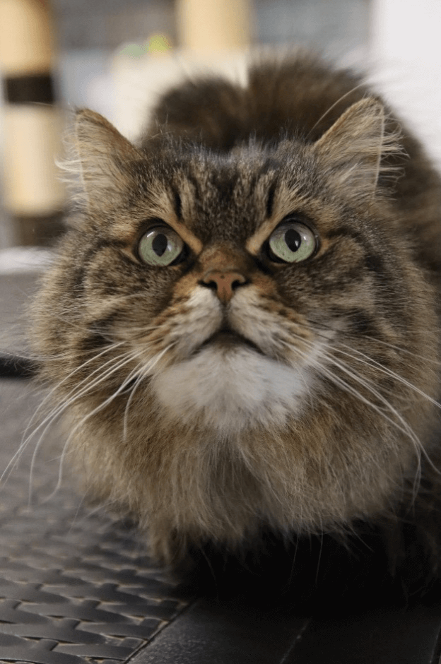 Kater Speedy – ein liebenswertes Fellknäuel
