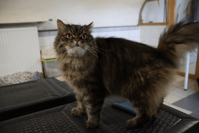 Speedy – hält Ausschau nach einer Streicheleinheit