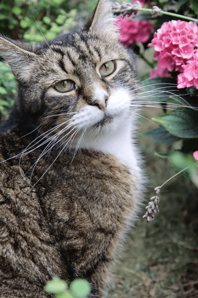 Kater Tiger – ein sehr anhänglicher Schmusekater