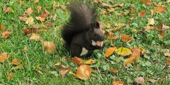 Eichhörnchen Truddi