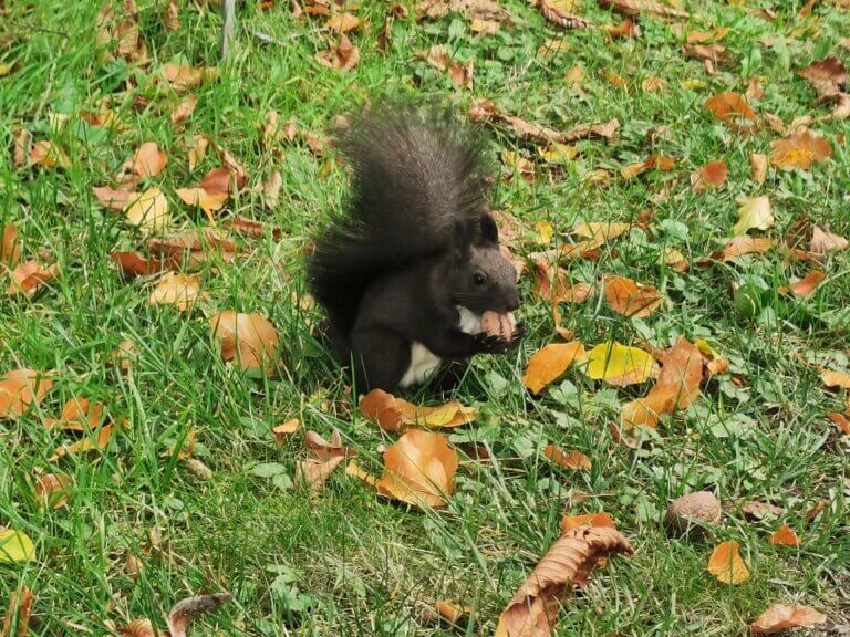 Eichhörnchen – Gärtner*innen des Waldes 1 Eichhörnchen Truddi