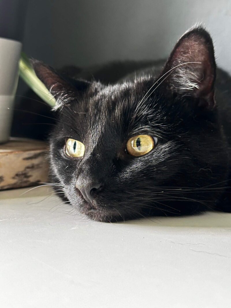 Lia sucht ein neues Zuhause