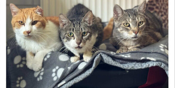 Vorschau Deckblatt Kalender