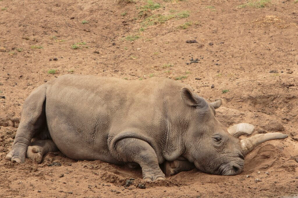Northern White Rhino