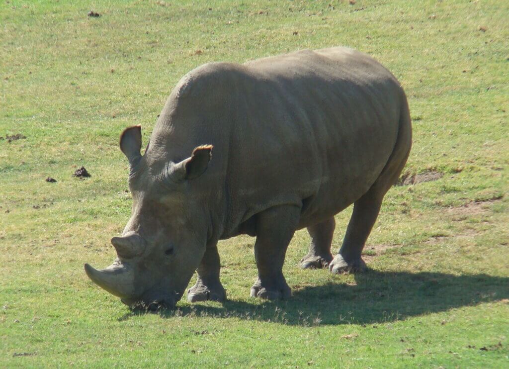 Northern White Rhinoceros Angalifu