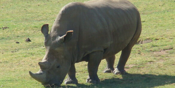 Northern White Rhinoceros Angalifu