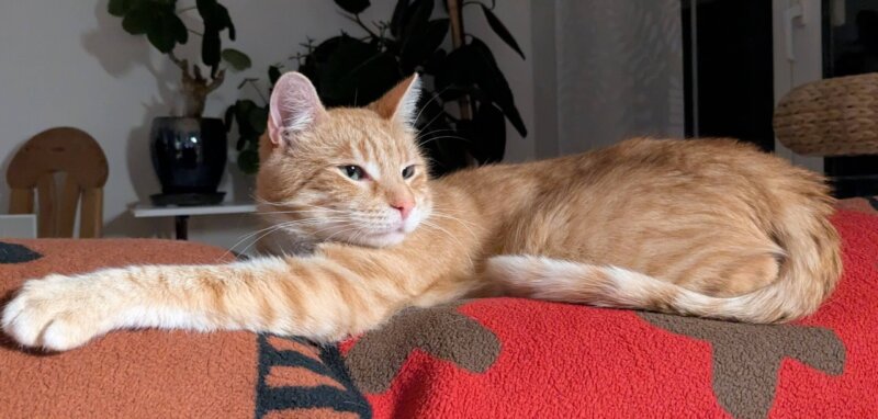 Rudi sucht ein neues Zuhause