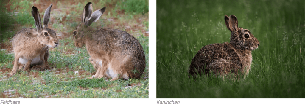Feldhase vs Kaninchen
