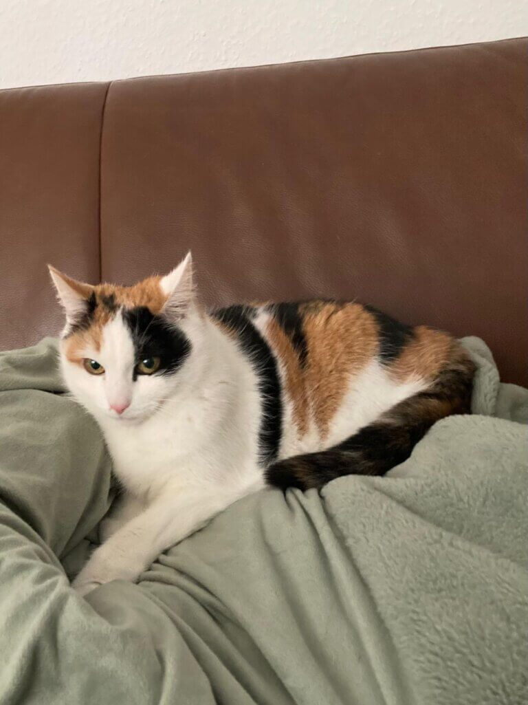 f3a04511 5a82 4ca9 81d9 cf1325ae27ee