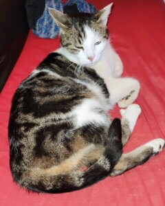 Mehr über den Artikel erfahren Katze zugelaufen