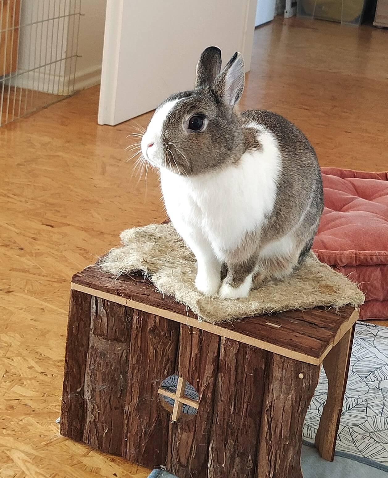 IMG 20250308 1000582