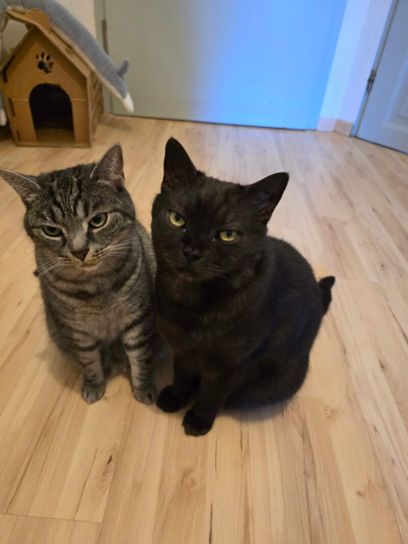 Katzengeschwister suchen ein neues Zuhause