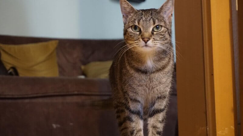 Maiki sucht ein neues Zuhause