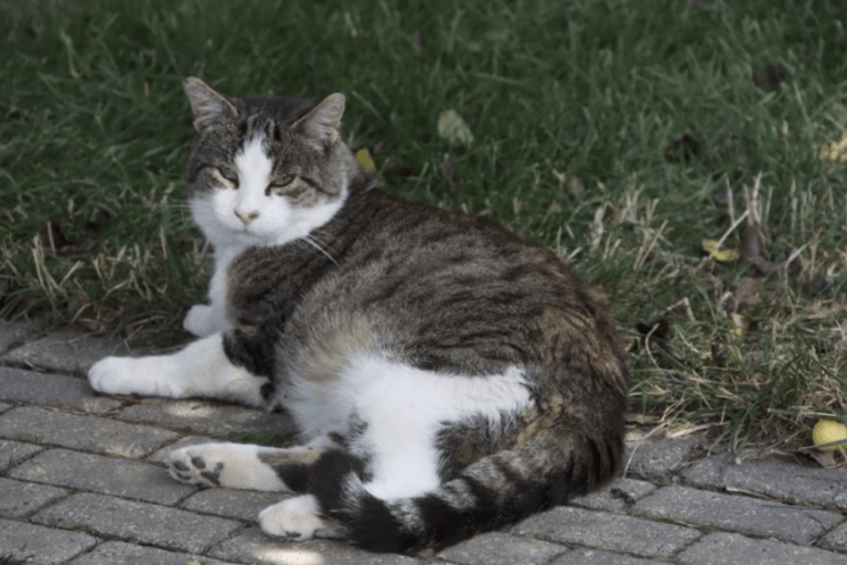 „Moritz“
