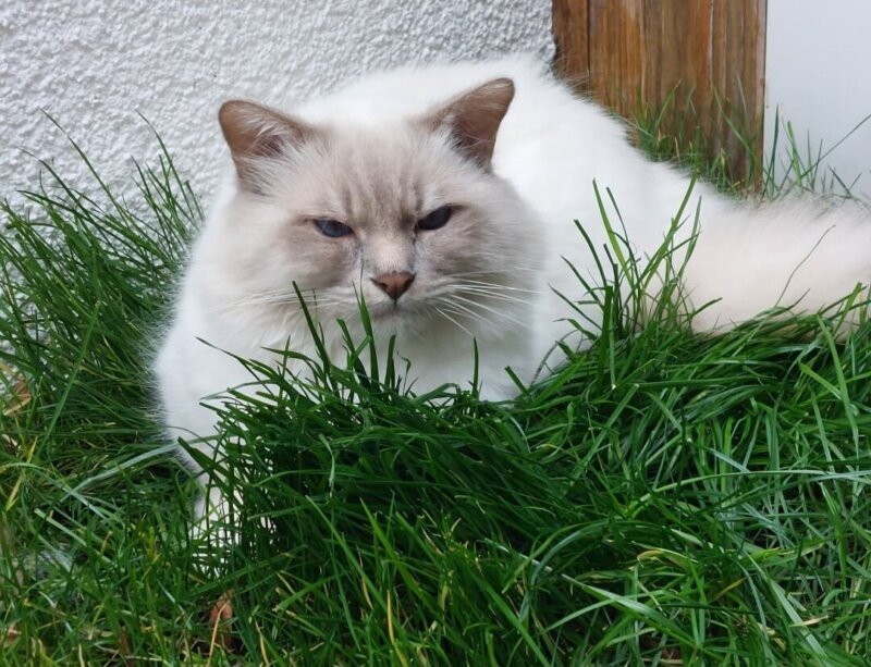 Findus sucht dringend ein neues Zuhause