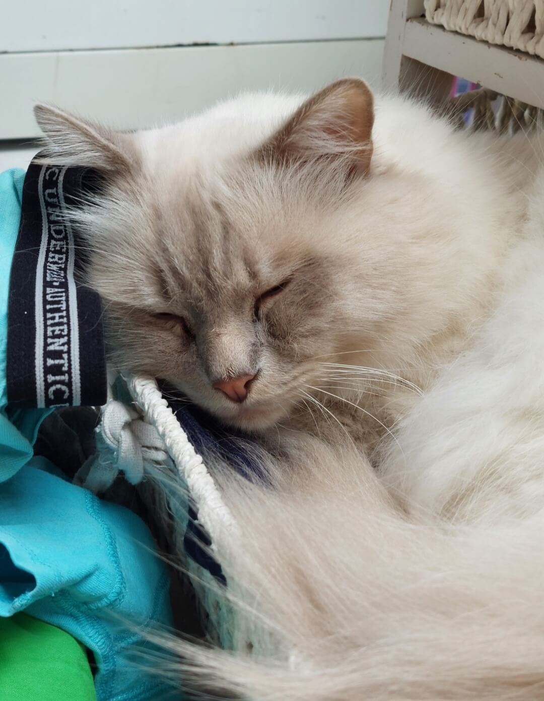 Findus sucht dringend ein neues Zuhause 5 1000237934
