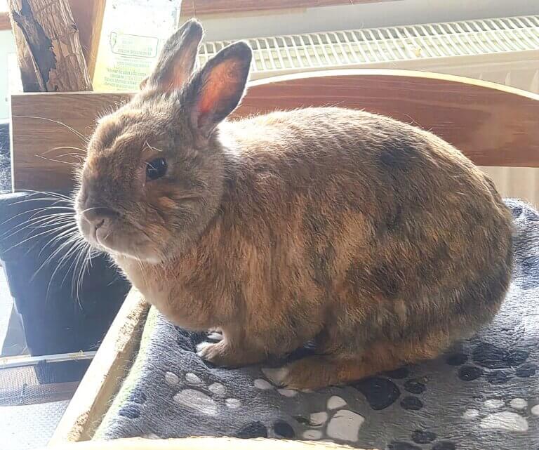 Flauschi 5