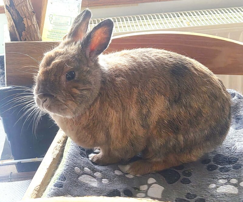 Flauschi